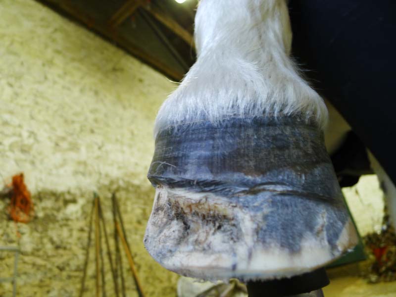 Right fore with all broken hoof removed